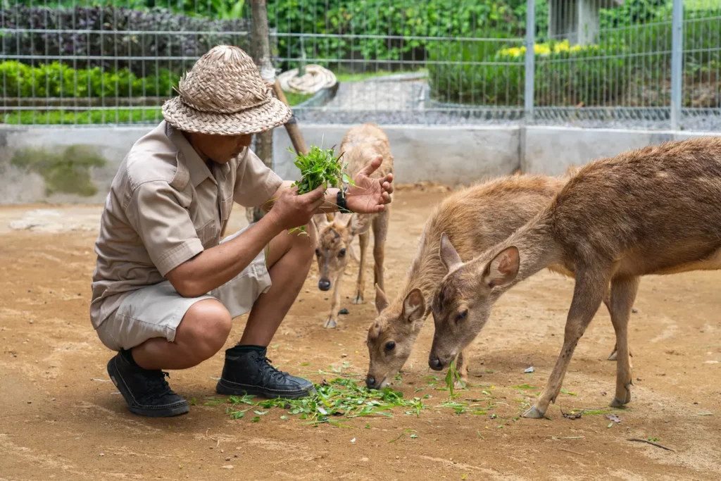 Padma Resort Ubud - Javan Deer